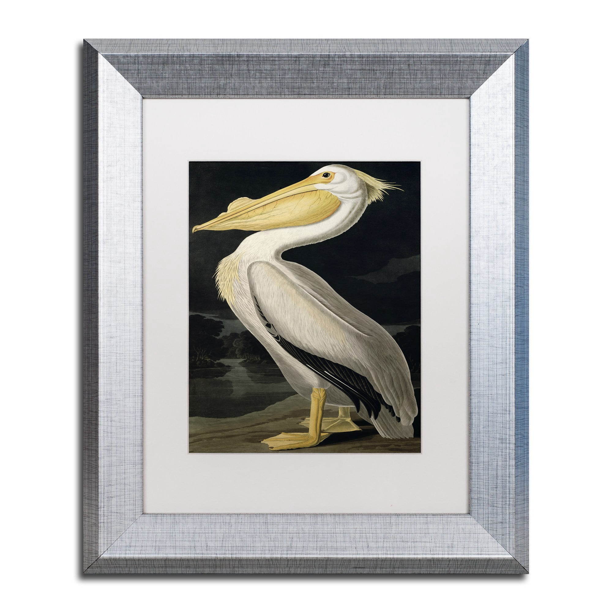 Trademark Fine Art "American White Pelican" Canvas Art by John James Audubon White Matte, Silver Frame