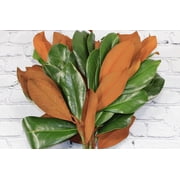 Real Touch Flowers - Fresh & Natural Magnolia Branches - 1 Bunch (5 Stems)