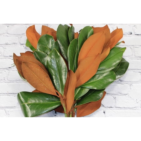Real Touch Flowers - Fresh & Natural Magnolia Branches - 1 Bunch (5 Stems)
