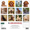 thumbnail image 2 of Just Labradoodles 2023 Wall Calendar (Other), 2 of 4