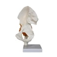 thumbnail image 1 of Modelo conjunto de cadera humana con ligamentos, peso ligero, herramienta de enseñanza, resistencia, educación realista para exhibición para exhibir, 1 of 8