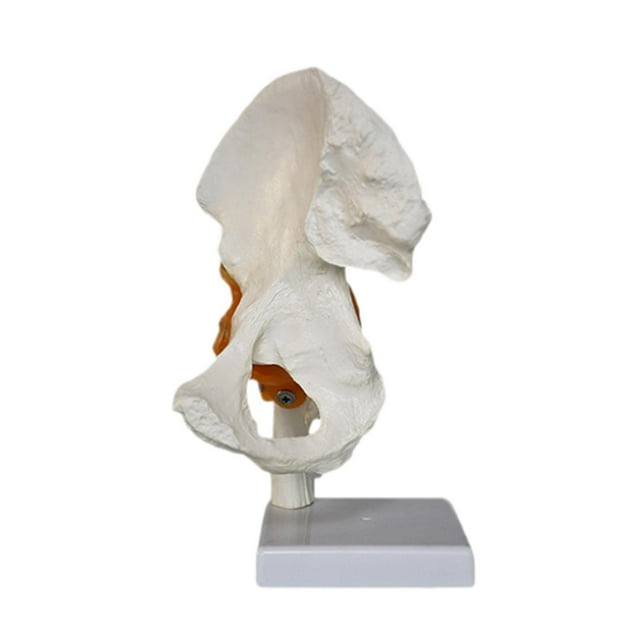 Modelo conjunto de cadera humana con ligamentos, peso ligero, herramienta de enseñanza, resistencia, educación realista para exhibición para exhibir