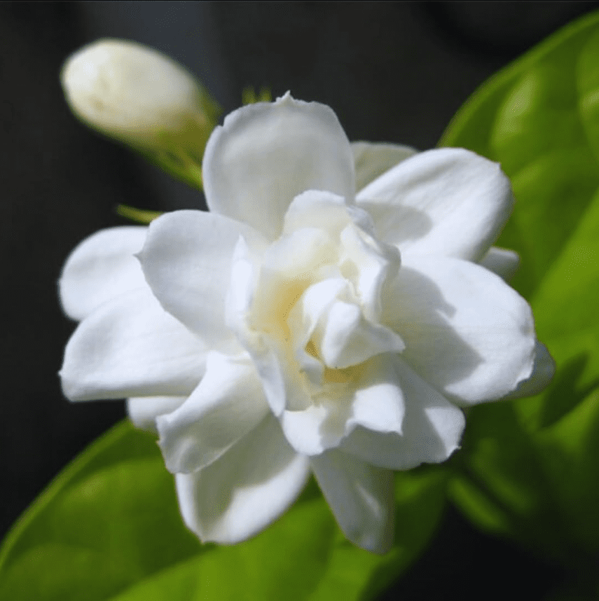Orleans Sambac Jasmine Live Plant for Planting, Maid of Orlean Jasmine Live Plants, Jasmine Well Rooted, White Jasmine Flower Plants Tree, 4 to 6 Inch Tall, Ship No Pot
