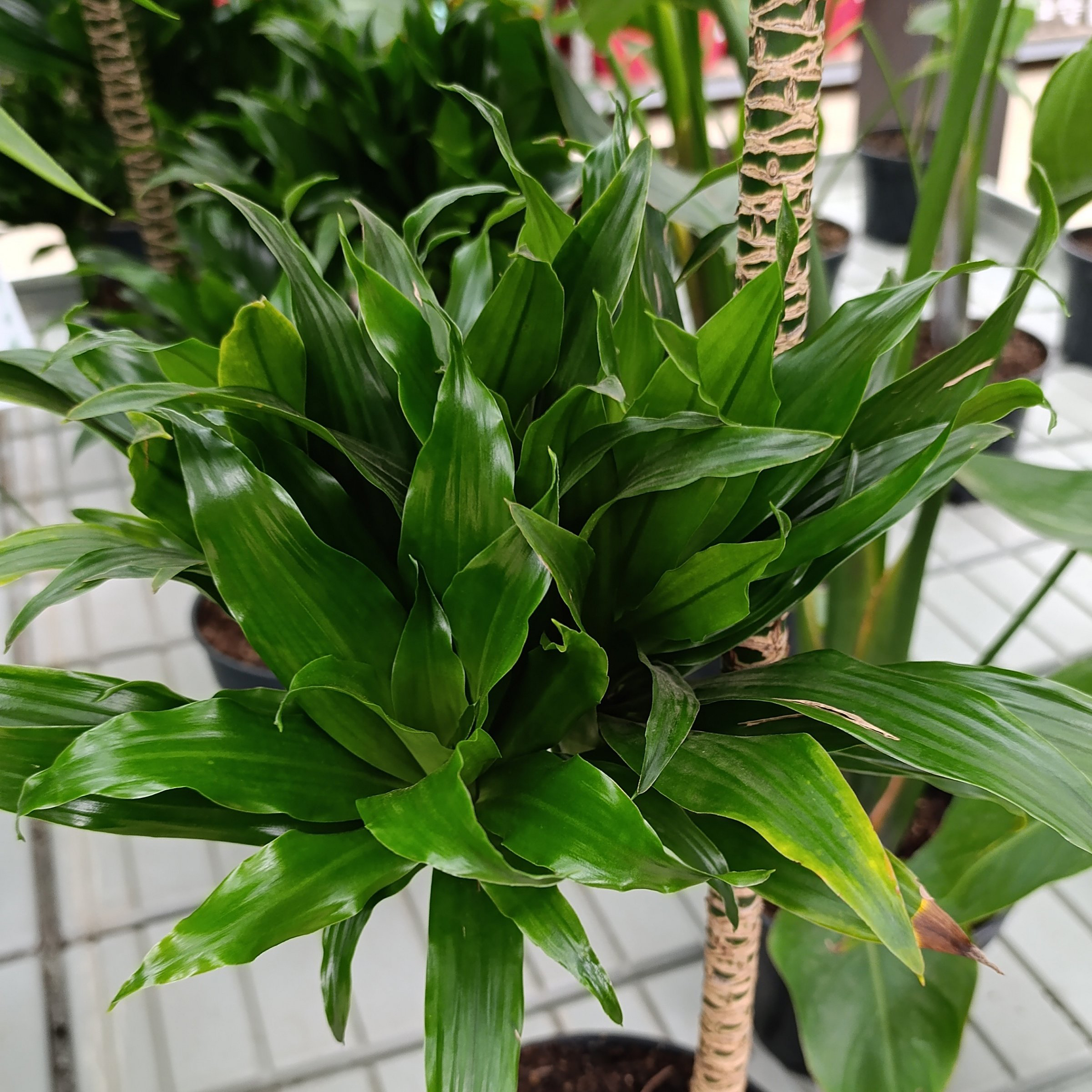6 in. Dracaena Janet Craig Compacta Plant in Grower Container