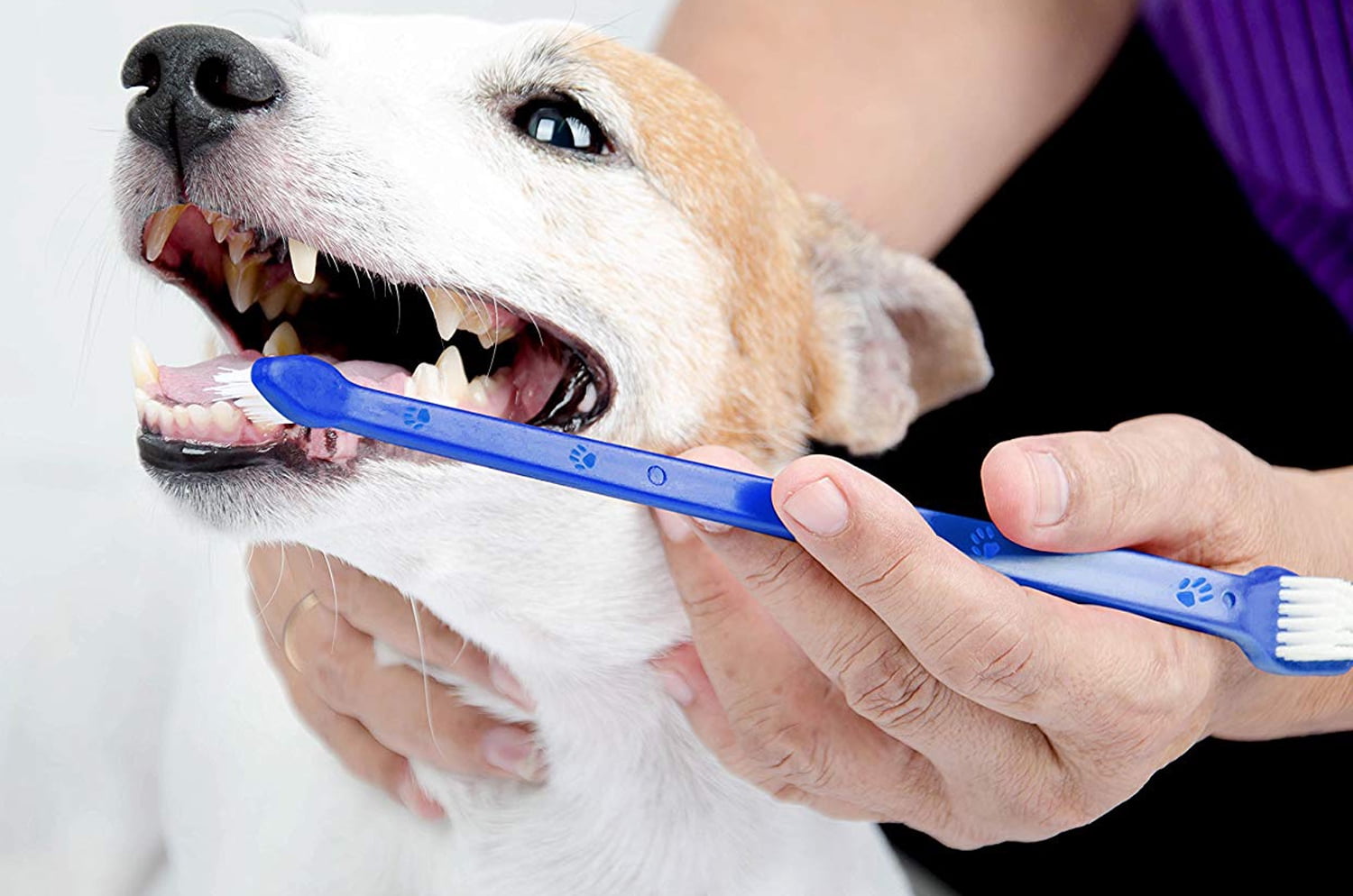 soft dog toothbrush