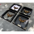 thumbnail image 4 of Death Head Moth Butterfly Shadow Box Wall Art, Handmade Gothic Decorative Display in White Frame, Dark Aesthetic Home Decor for Living Room, Bedroom, Gallery, 4 of 5