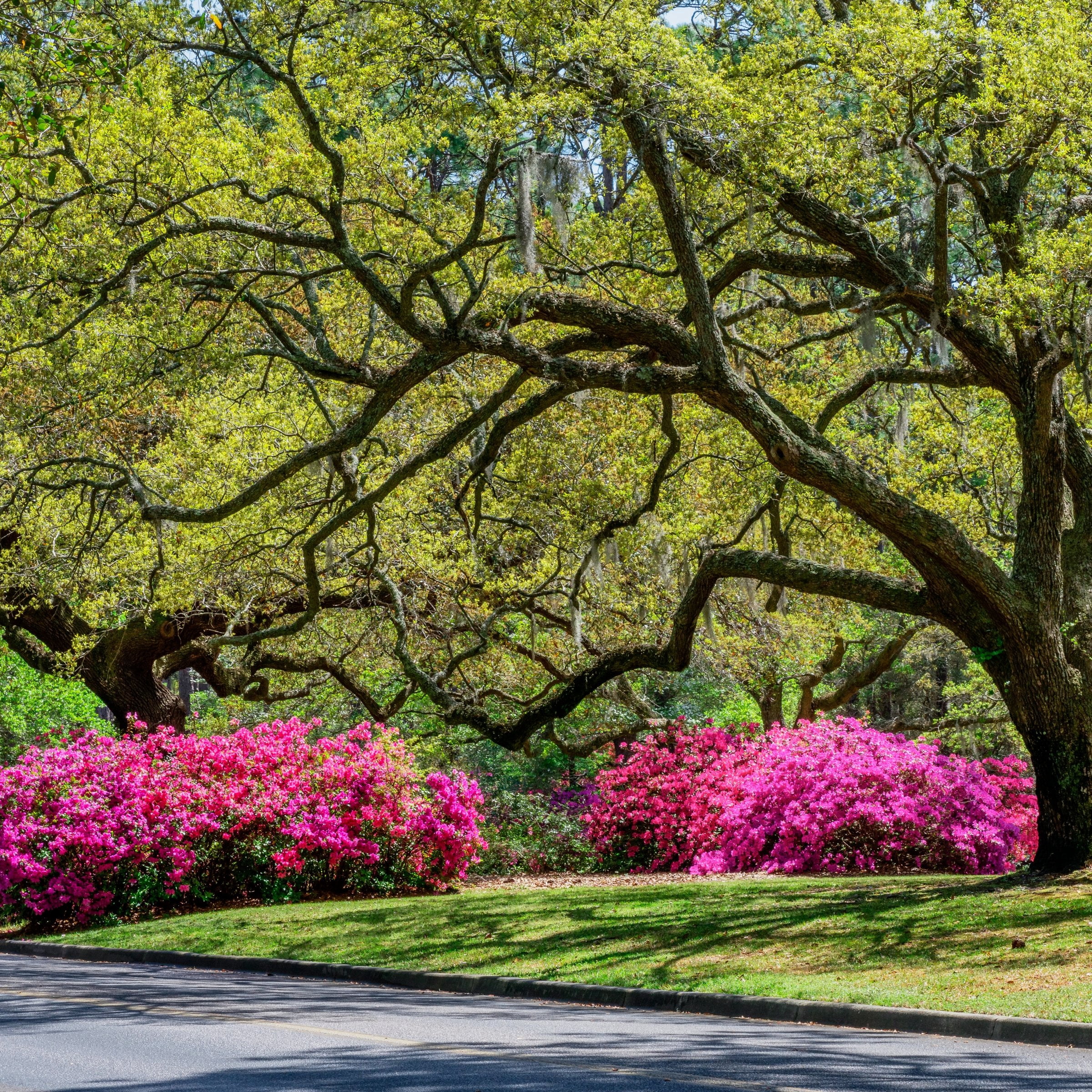 National Plant Network 4 in. Azalea FlorAmore Hot Pink (3-Pack)