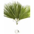 thumbnail image 3 of Palmitos Flor Natural Ramo de 10 tallos Verde 60cm de alto, 3 of 5