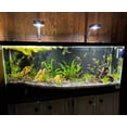 thumbnail image 4 of Lominie Aquarium Plant Light Full Spectrum Aquarium LED Light Remote Control 30W Nano Fish Tank LED Light with Bracket, 4 of 8