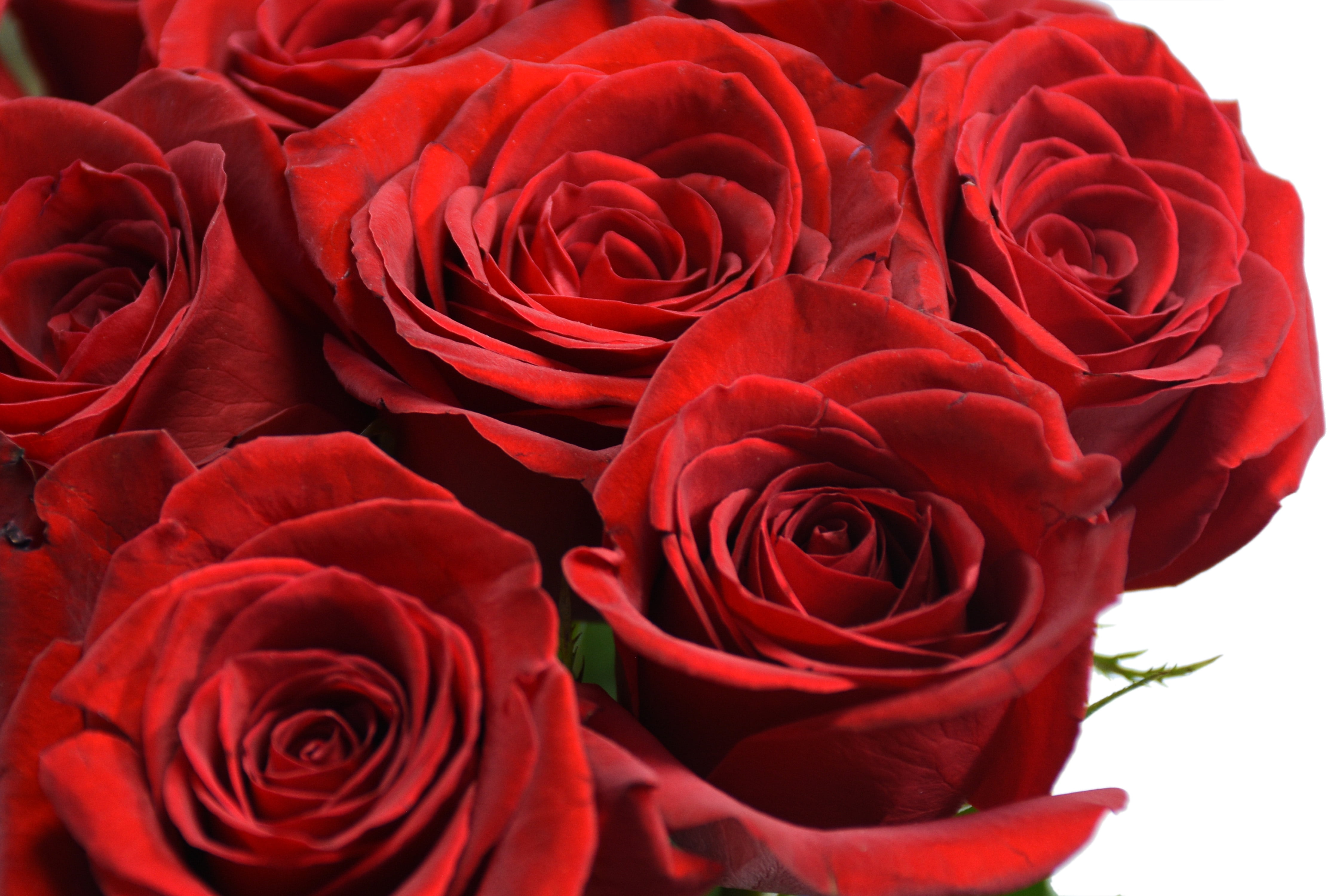 Dozen Red Roses