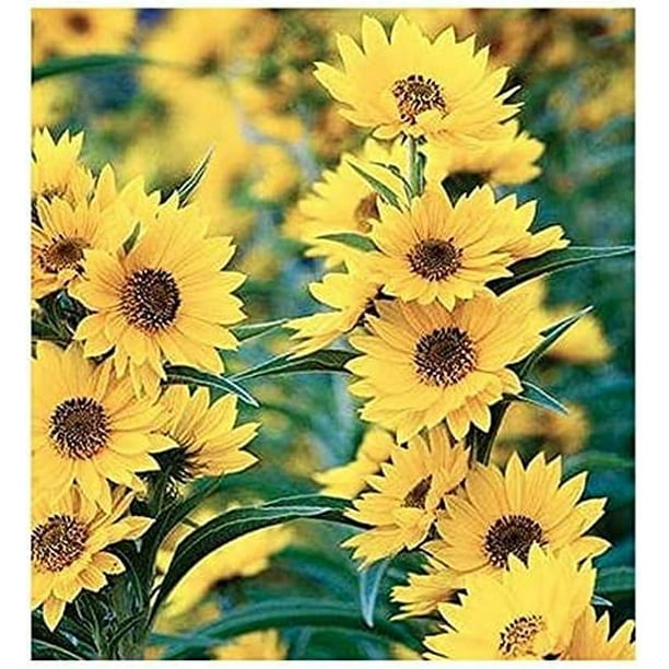 Maximilian Sunflower Seeds 1,000+ Seeds Attracts Bees and