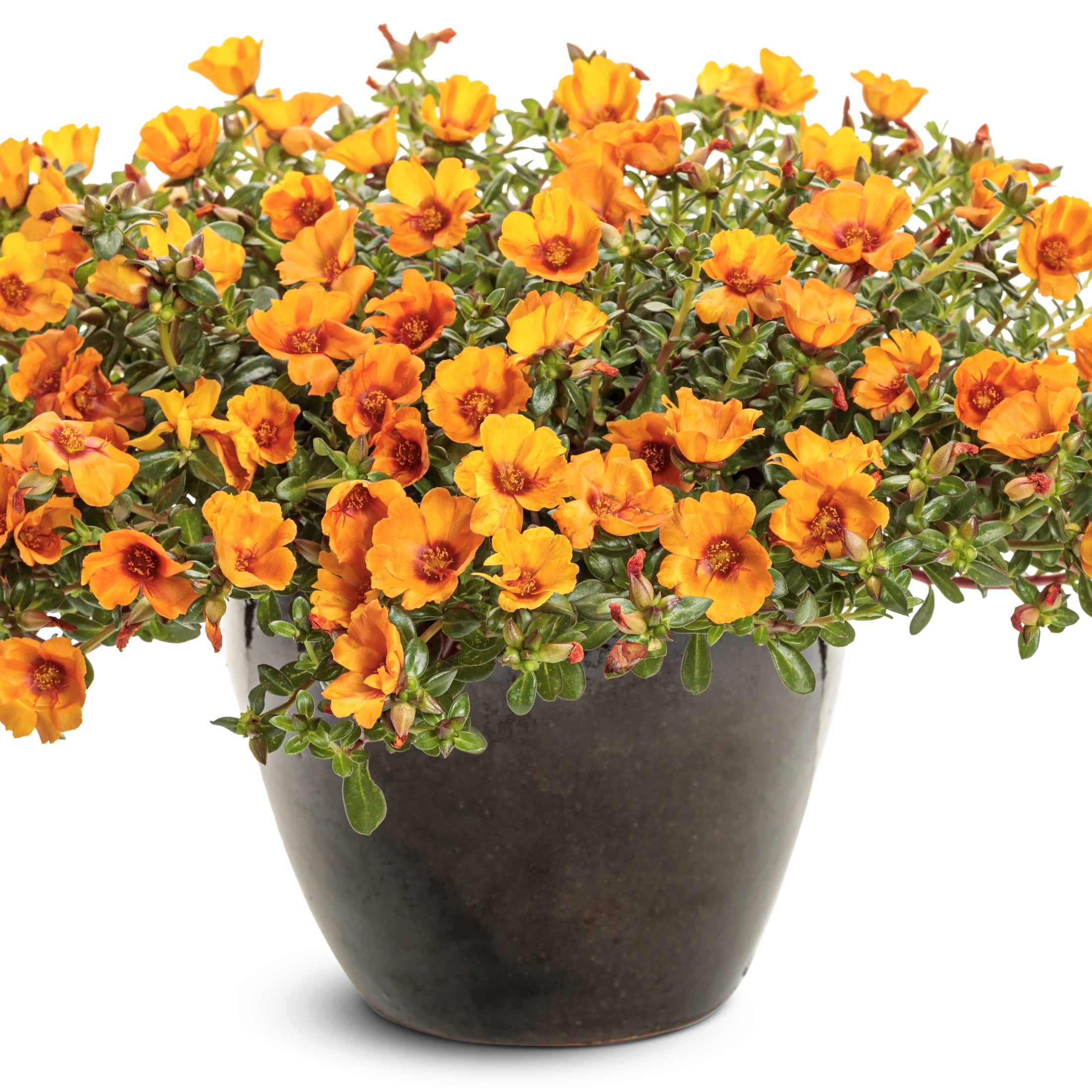 Proven Winners 4" Yellow Mojave Mango Purslane Live Plant in 4.25" Pot (4 Count)