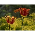 thumbnail image 2 of Bonin, Suzanne 32x25 White Modern Wood Framed Museum Art Print Titled - Red Yellow Tulips, 2 of 4