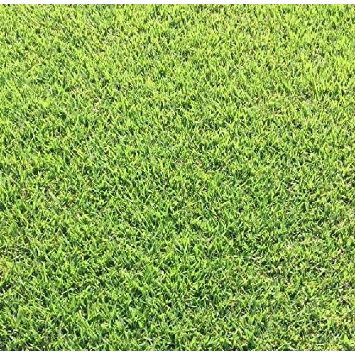HElectQRIN Empire Zoysia Grass Plugs 2 Trays