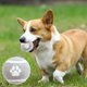 thumbnail image 4 of Juguete de dentición elástico sólido para perros | Juguete masticable de PVC duradero para cachorros y perros | Juguete portátil pequeño de 6 cm para morder, masticar y fortalecer el agarre | Dispo, 4 of 5