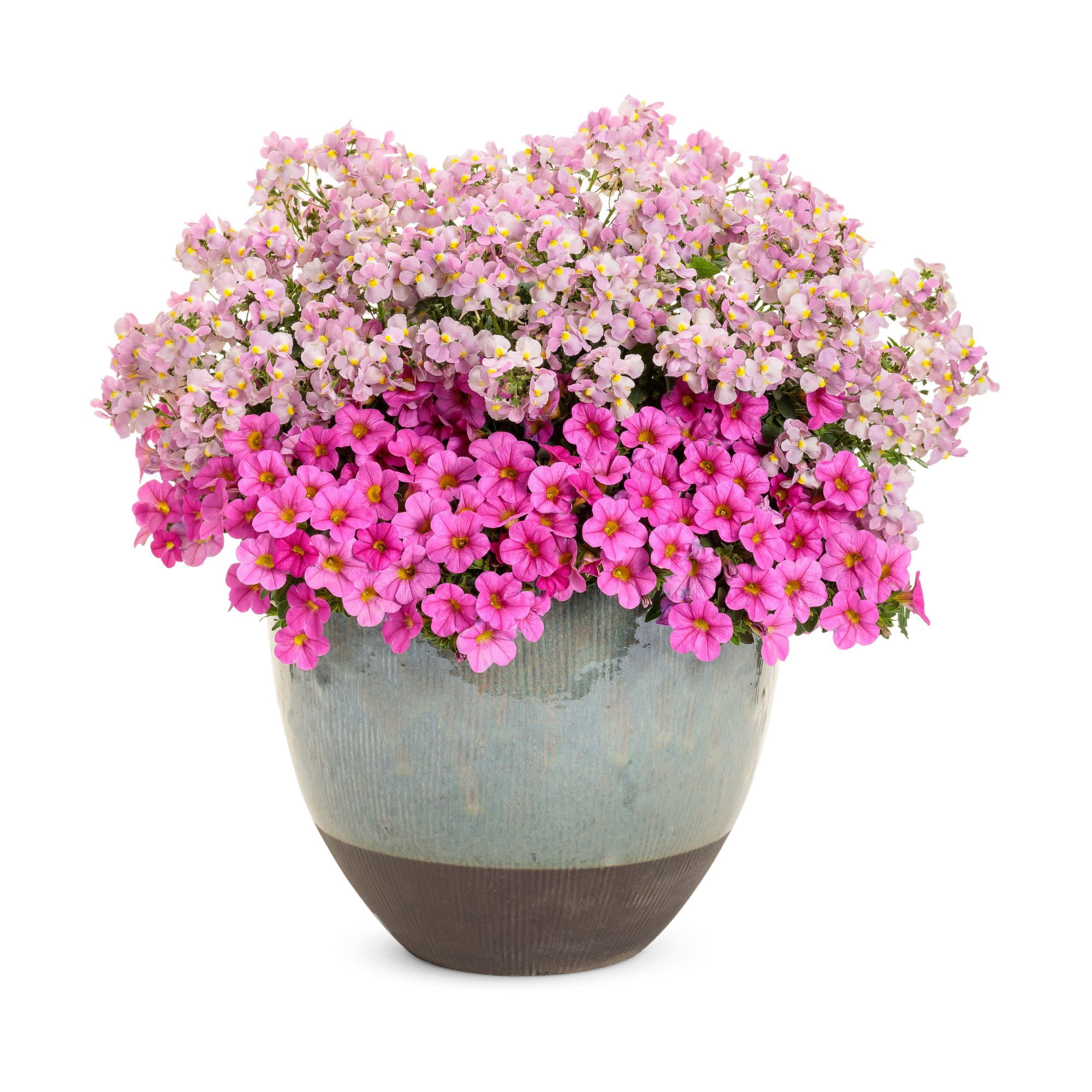 Proven Winners 4" Superbells Pink Calibrachoa Live Plant in 4.25" Pot (4 Count)