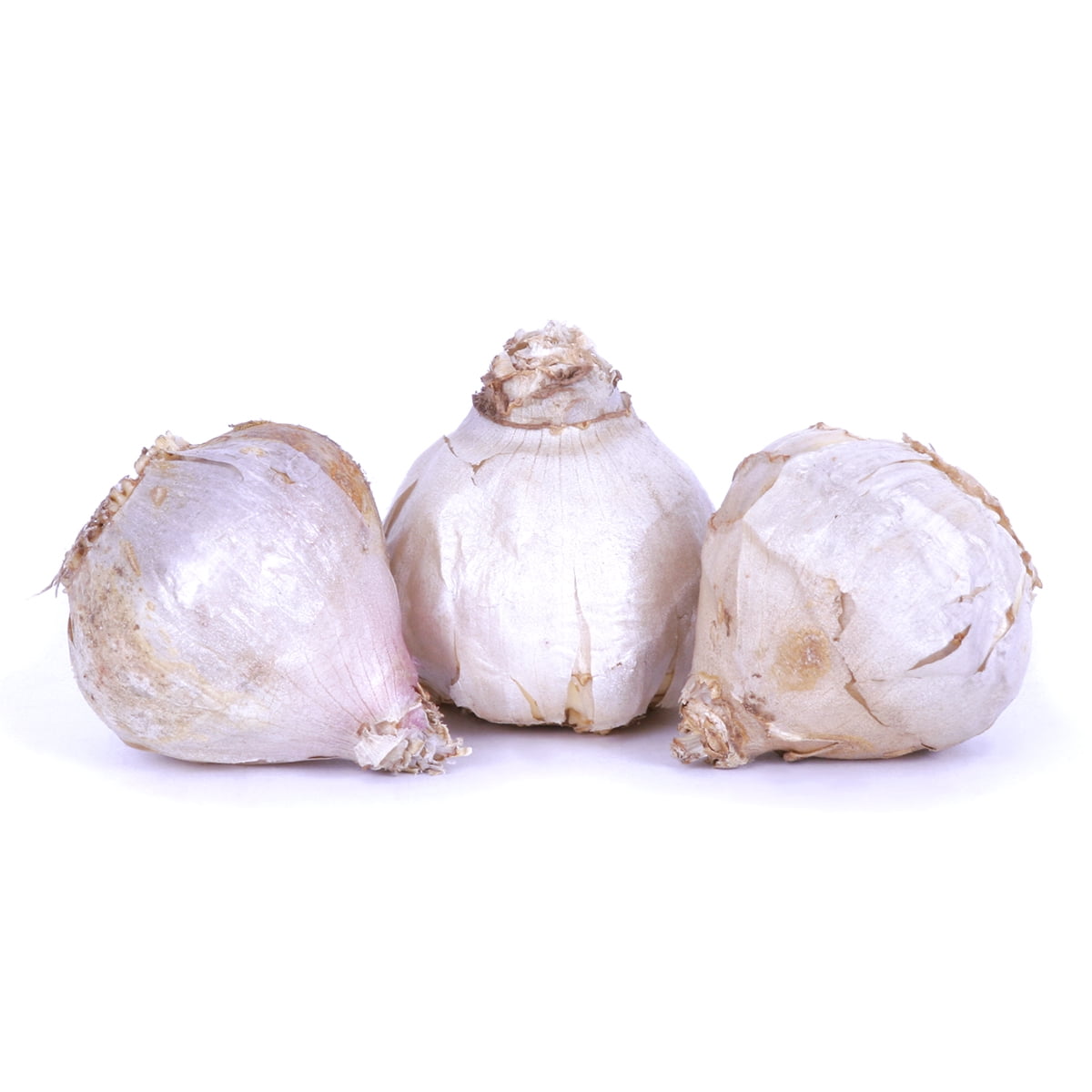 Van Zyverden Garlic Softneck Artichoke Sicilian 5 Bulbs White Full Sun