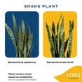 thumbnail image 3 of Costa Farms 12" Snake Plant Grower's Choice Live Plants in 5" Grower Pot, 3 of 10