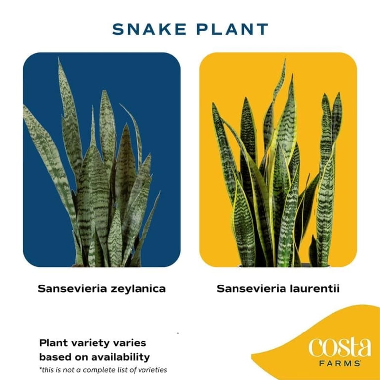 Costa Farms 12" Snake Plant Grower's Choice Live Plants in 5" Grower Pot -  Walmart.com