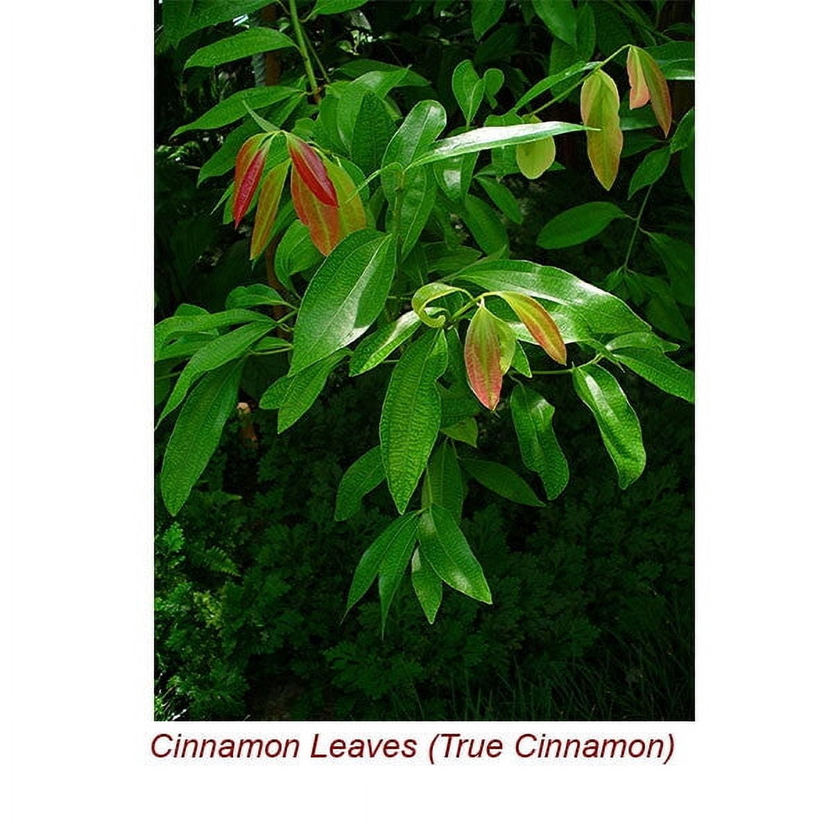 Cinnamon Leaf Essential Oil 15 ml (1/2 fl oz) - 100% Pure and Natural by Silky Scents