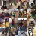 thumbnail image 4 of Pelota para perros Dawg Grillz Squeaky Fetch para perros grandes y medianos, 4 of 4