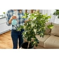 thumbnail image 2 of ⭐ Gardenera Umbrella Plant Premium Potting Mix - Experience the Difference of Hand-Mixed Quality and Natural Ingredients - 4 QUART, 2 of 3