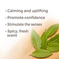 thumbnail image 2 of Plant Therapy Laurel Leaf Essential Oil 30 mL (1 oz) 100% Pure, Undiluted, Therapeutic Grade, 2 of 7