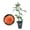 1 Plant, variant on Westerland Rose Bush - 1 Live Starter Plant - Beautiful Landscaping Shrub Rose - Vigorous Fragrant Apricot-Orange Blooms