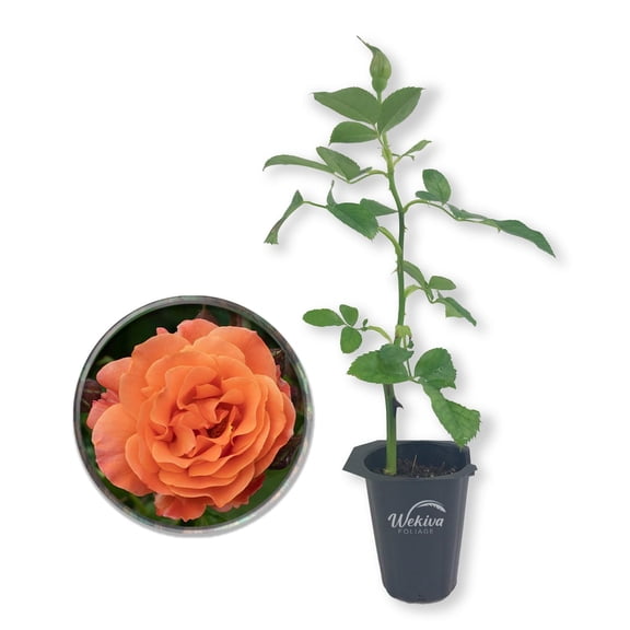 Westerland Rose Bush - 1 Live Starter Plant - Beautiful Landscaping Shrub Rose - Vigorous Fragrant Apricot-Orange Blooms