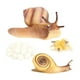 thumbnail image 1 of de crecimiento de caracol de animales de de plástico Modelo Biología Juguete Enseñanza Ayudas, 1 of 7