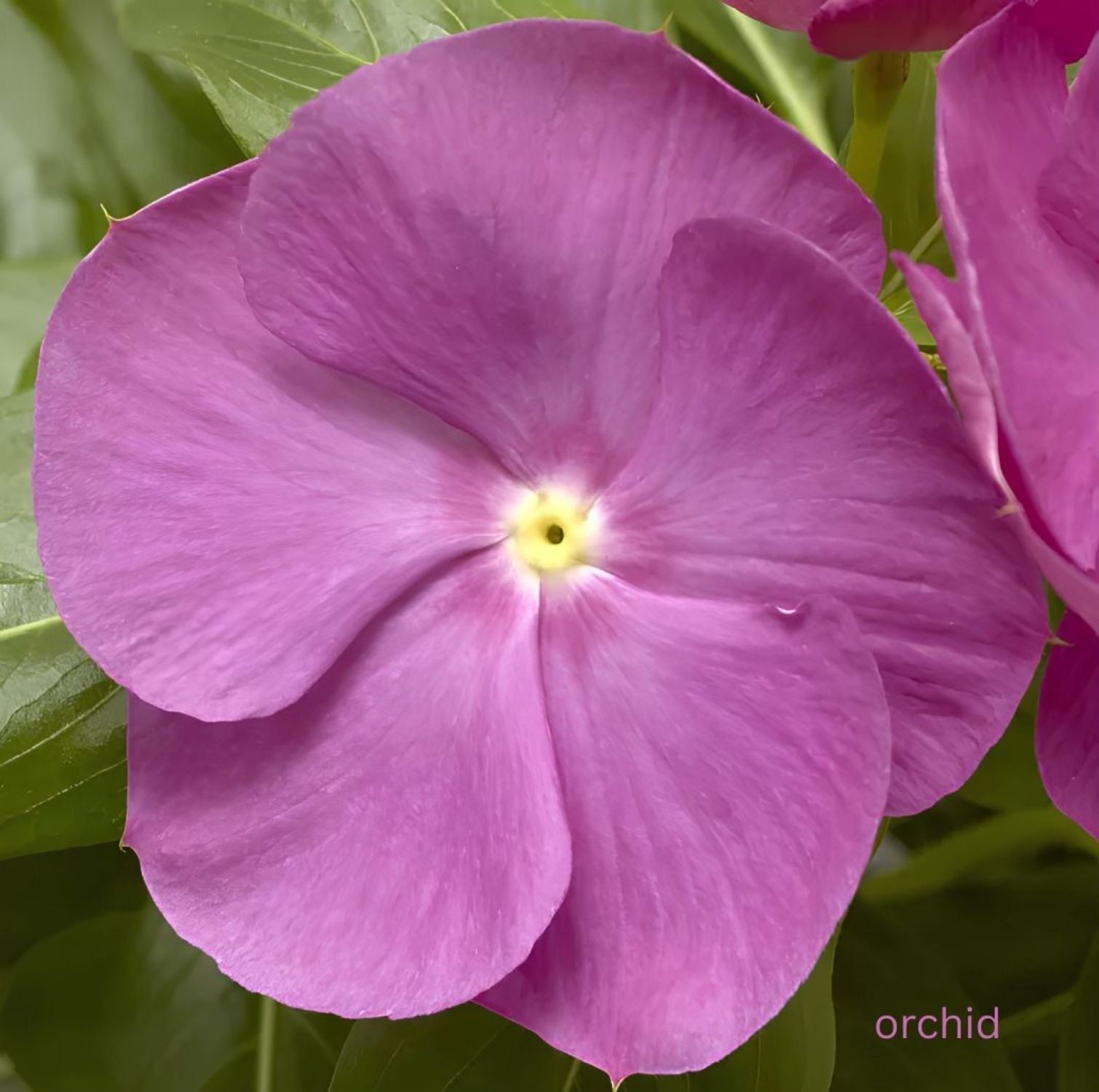 Expert Gardener Vinca Trailing Various Colors Hanging Basket, Outdoor Live Plants, Full Sun, Annual, 1.5 Gallon (1 Count Pack)