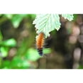 thumbnail image 3 of Thomas, Logan 14x11 Black Modern Framed Museum Art Print Titled - Caterpillar on Leaf I, 3 of 5