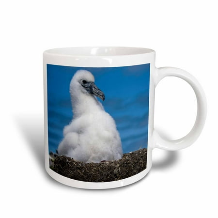 3dRose Australia, Tasmania, Bass Strait. Albatross chick-AU01 RJA0053 - Rebecca Jackrel, Ceramic Mug, 15-ounce