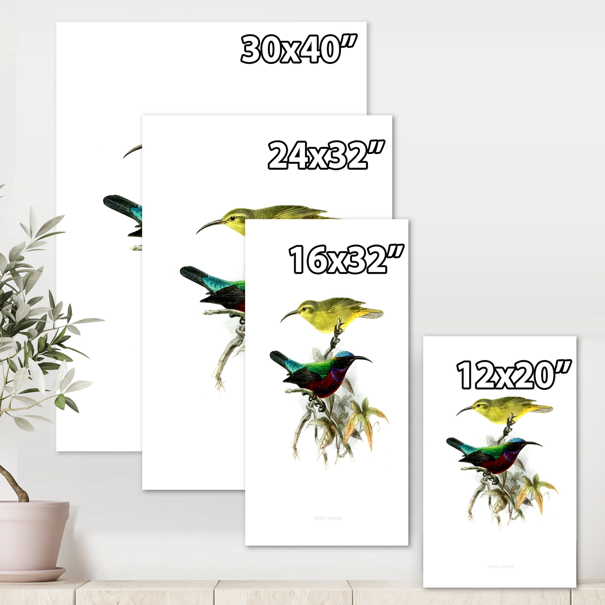 Designart ' Ancient Australian Birds XV ' Traditional Canvas Wall Art Print