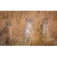 thumbnail image 2 of C. Sink, Jeffrey 18x13 White Modern Wood Framed Museum Art Print Titled - Cheetah Alpine Glow, 2 of 4