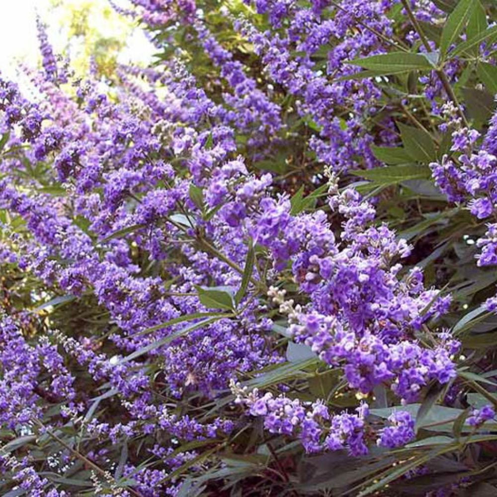 Expert Gardener 12-18 in. tall Purple Chaste Vitex Live Tree in 1-Gallon Grower Pot