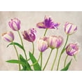 thumbnail image 2 of Thomlinson, Jenny 18x14 White Modern Wood Framed Museum Art Print Titled - Tulipes, 2 of 4