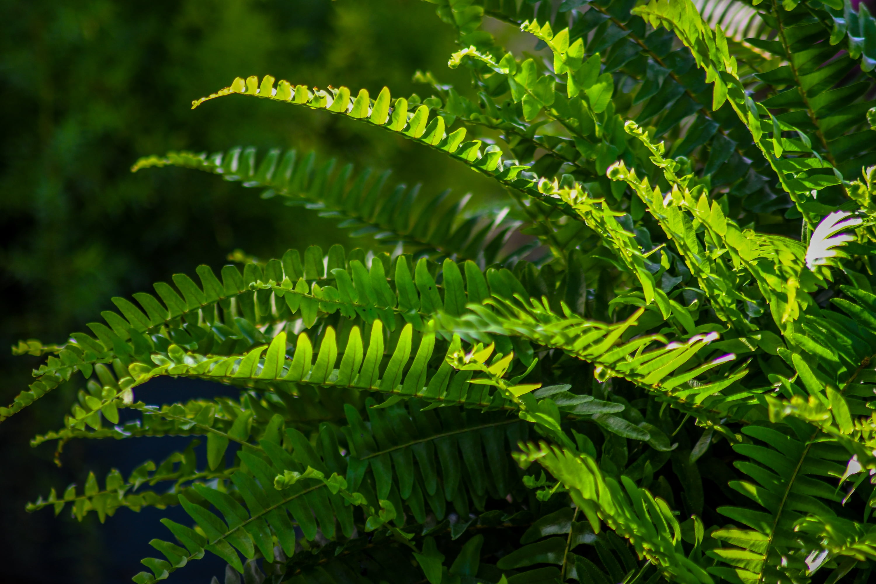 Tropical Plants of Florida 12" Boston Fern Hanging Basket with 34" Overall Spread; Partial Sunlight, Hanging Plant, Sword Fern
