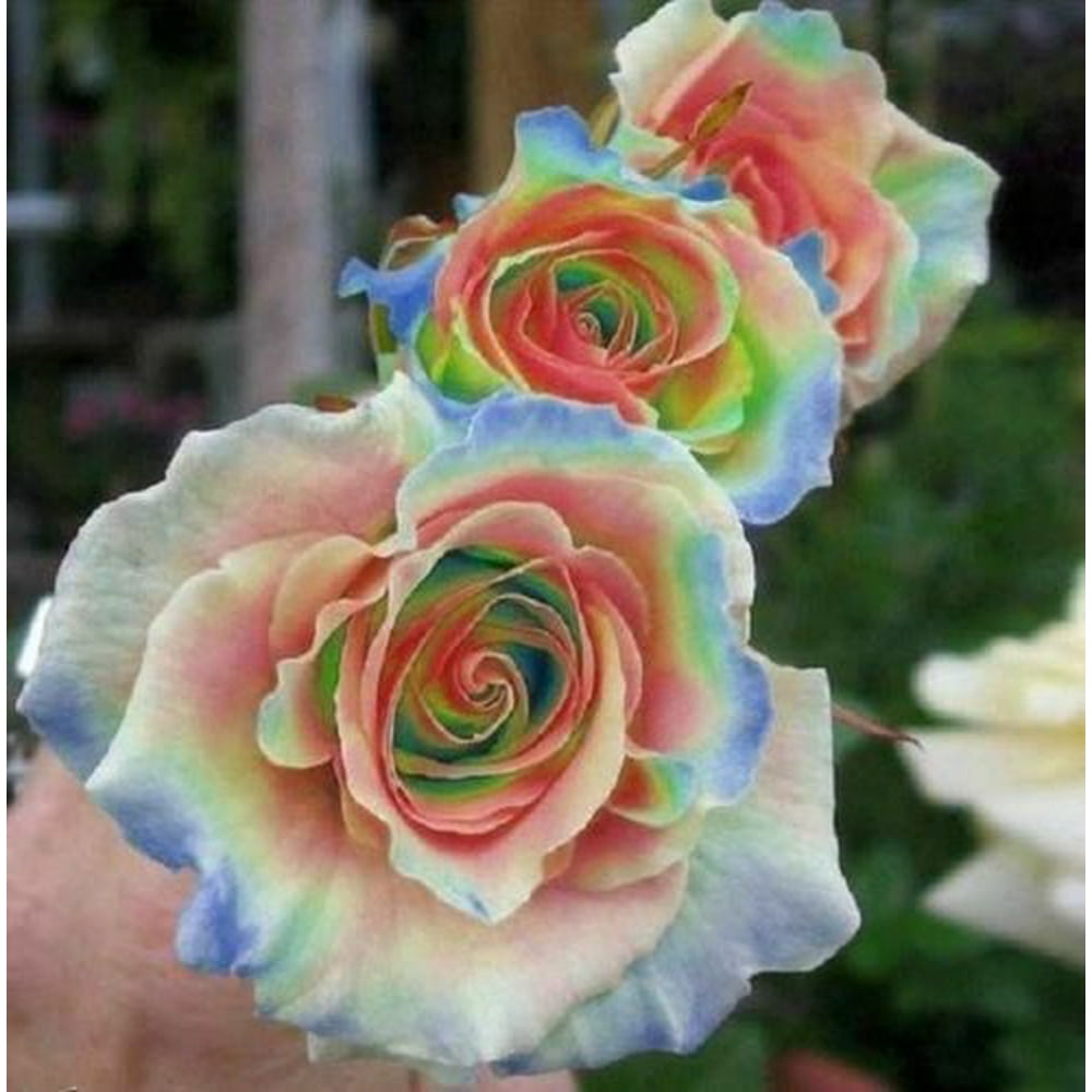 RARE 10 Rainbow Rose Seeds Flower Bush Perennial Flowers RARE 10 Rainbow Rose Seeds Flower Bush Perennial Flowers
