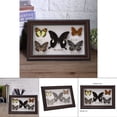 thumbnail image 3 of EBTOOLS Exquisitas Mariposas Insecto Espécimen Artesanía Regalo De Cumpleaños Decoración Del Hogar Ornamento Mariposa Sombra Caja Polilla Pinn Práctico, 3 of 7