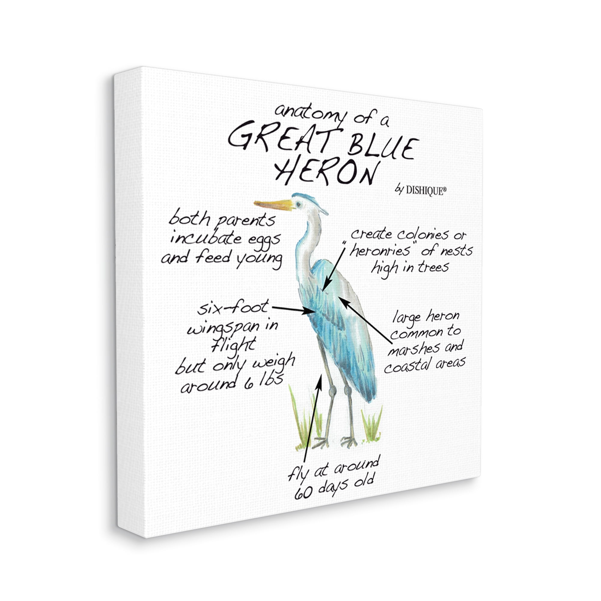 Stupell Industries Great Blue Heron Bird Learning Diagram Wildlife Facts Graphic Art Gallery Wrapped Canvas Print Wall Art, Design by Dishique
