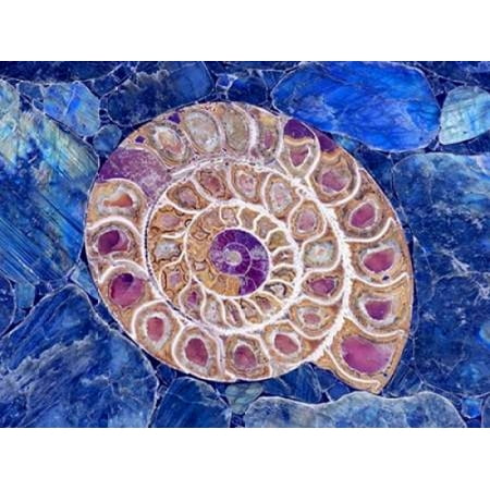 Ammonite in Labradorite Canvas Art - Douglas Taylor (18 x 24)