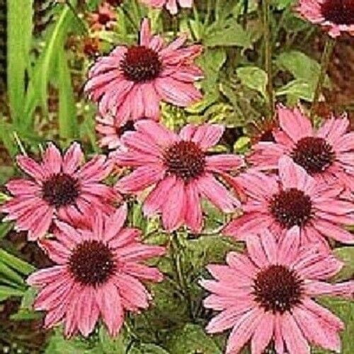 50 Pink Coneflower Seeds, Echinacea Purpurea Perennial Flower Seeds, USA Seller