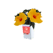 Island Blooms Live Indoor 14in. Tall Hibiscus Plant in 5in. Grower's pot