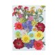 thumbnail image 1 of Flores secas naturales Artesanía en relieve Ramos de flores prensadas Decoraciones florales secas Regalos de suministro de hogar para tarjetas de boda Vela Verano Methold HA010752-09, 1 of 7