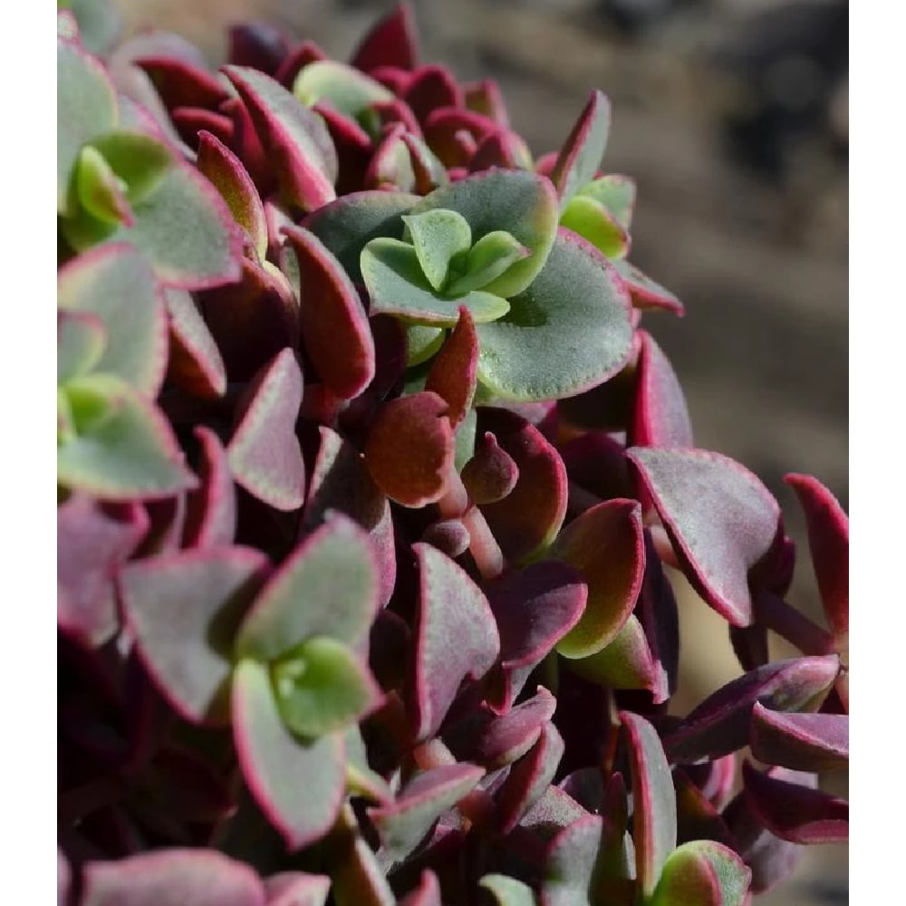 Calico Kitten Succulent Plant - Crassula pellucida Variegata - 3" Pot