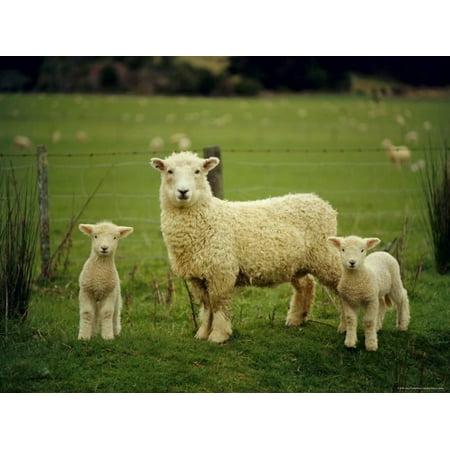 Ewe and Twin Lambs on Sheep Farm, Marlborough, South Island, New Zealand Print Wall Art By Julia (Best New Zealand Artists)