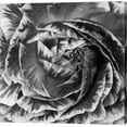 thumbnail image 1 of Great Art Now Ranunculus Abstract IV BW by Laura Marshall Canvas Wall Art, 1 of 2