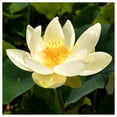 thumbnail image 3 of Everwilde Farms - 3 American Lotus Native Wildflower Seeds - Gold Vault Seed Packet, 3 of 5
