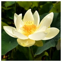 Everwilde Farms - 1 oz American Lotus Native Wildflower Seeds - Gold Vault Bulk Seed Packet